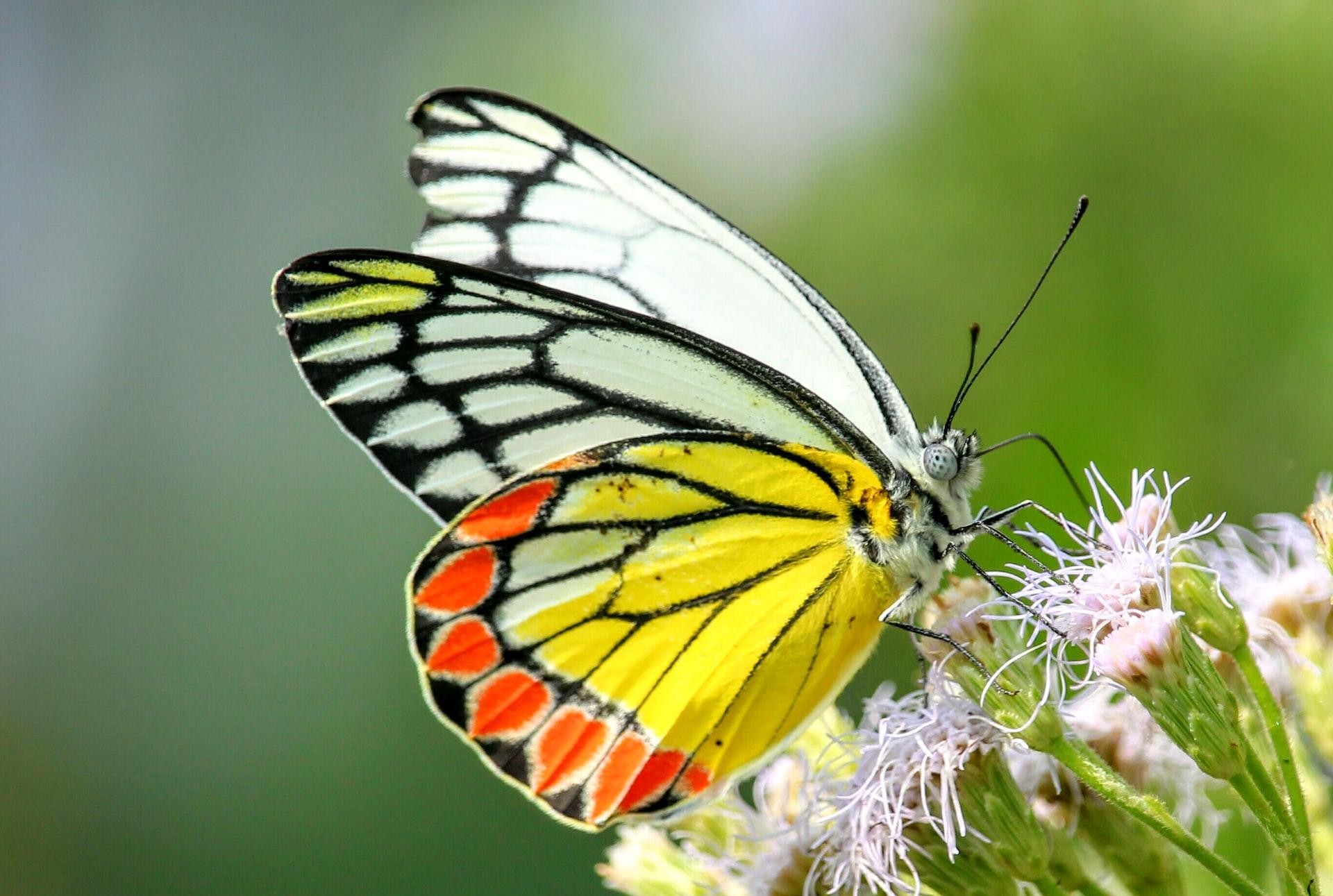 multicolored butterfly perch on white petaled flower